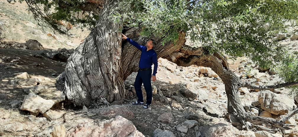 درخت کهنسال ۳۵۰ ساله در کبودراهنگ شناسایی شد
